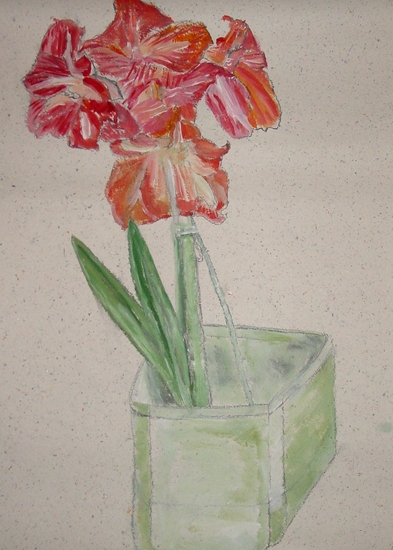 Amaryllis in groene pot