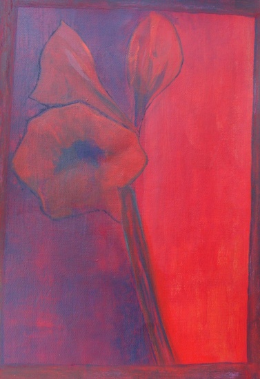 Amaryllis oranje-rood