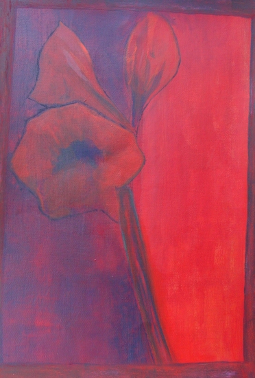 Amaryllis rood-zwart