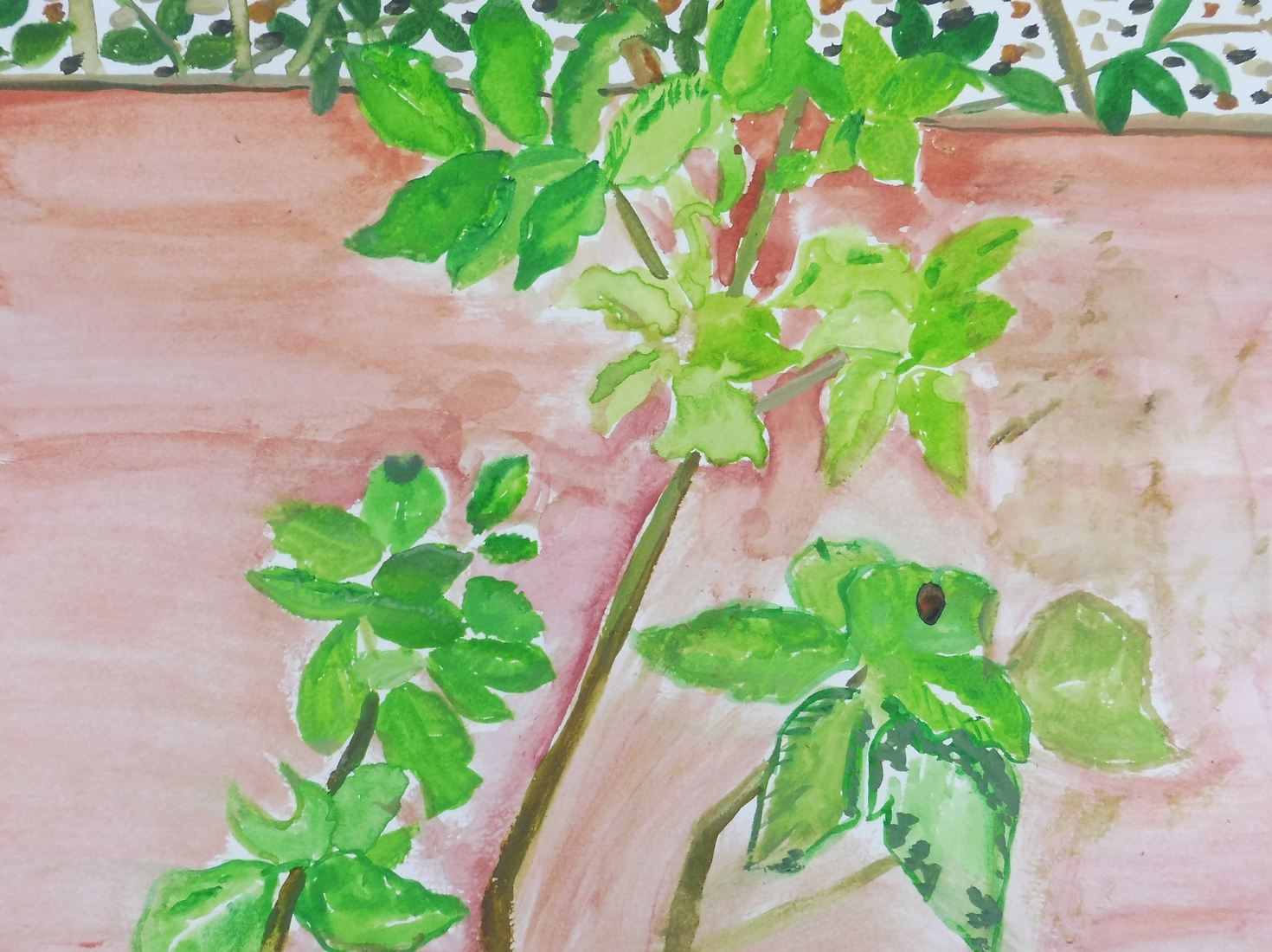 Aardappelplant in mijn tuin