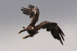 Ik vind het ook prachtig om dieren te fotograferen. Huisdieren, huisdieren in dierentuinen, dieren op safari. Met daarbij een bonus als ze haast menselijke trekjes lijken te vertonen...
