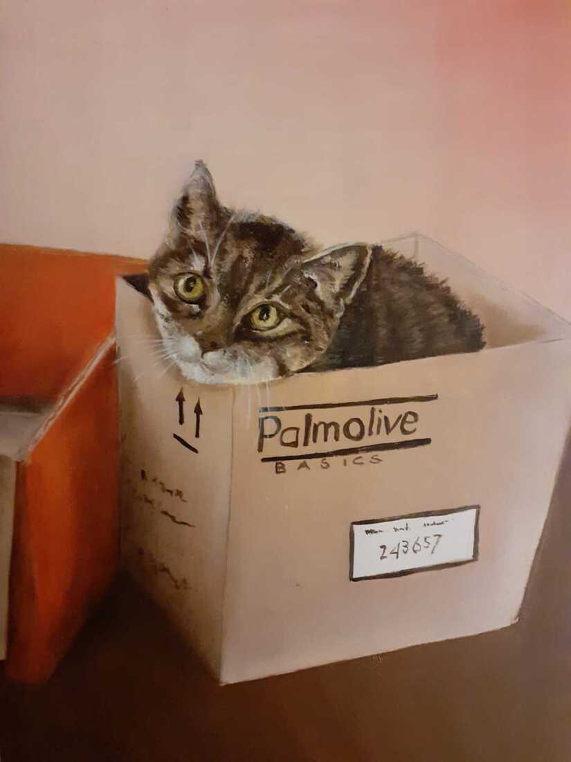Kat in  doos