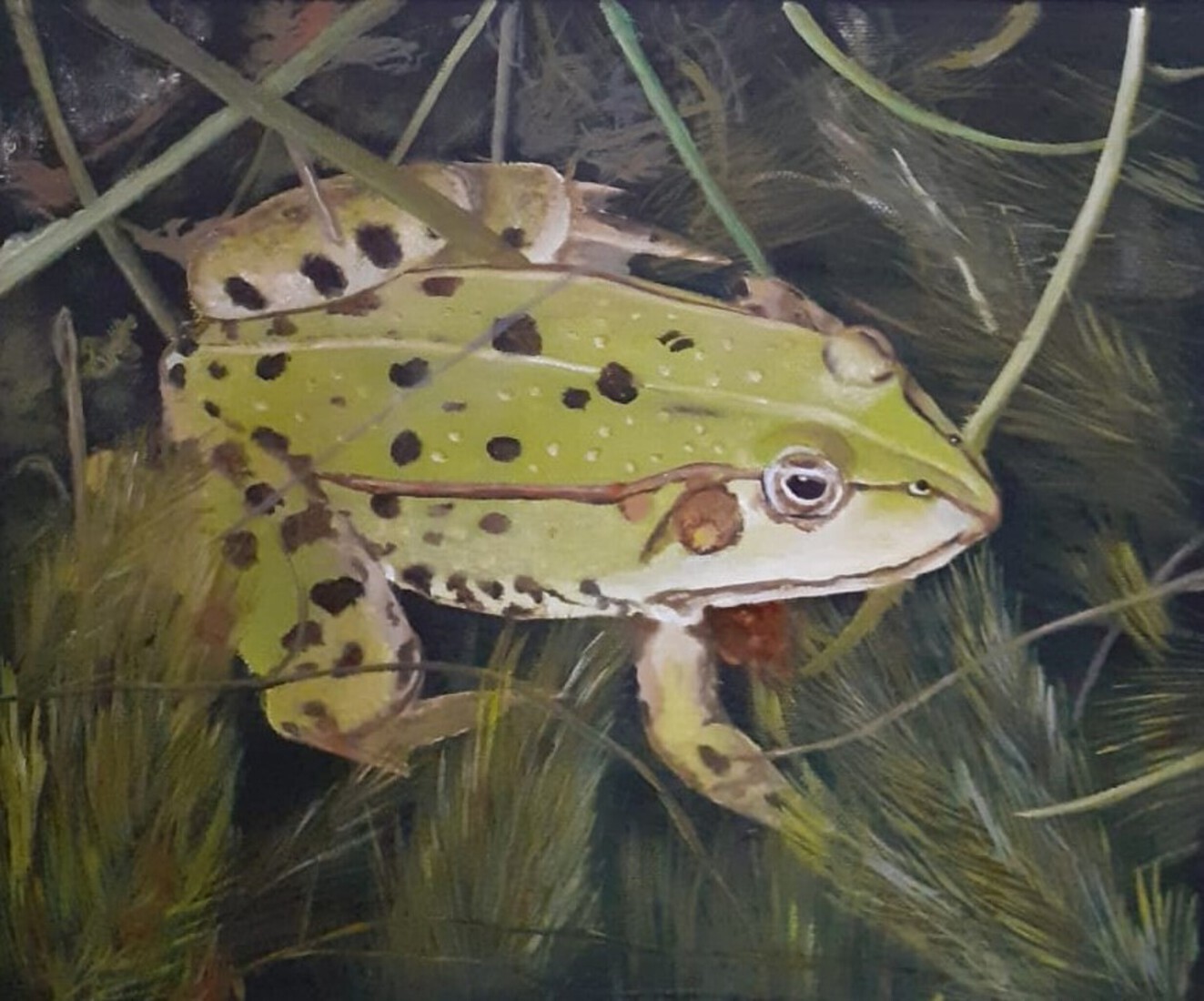 Kikker  in  vijver 2