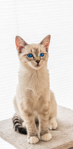 Dieren portretten close ups