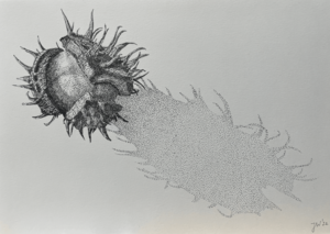 Het omhulsel van de zaden van een boom. Er valt eren grote slagschaduw overheen, als symbool van de afname van de biodiversiteit. Alle tekeningen zijn ingelijst in een blank houten lijst met museumglas.