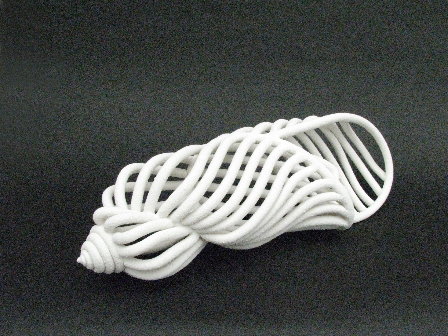 Schelpvorm 'Garonia tritonis variegata'