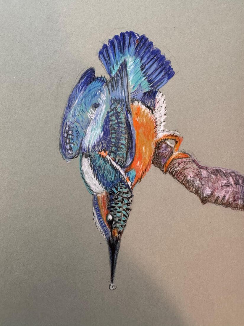 IJsvogel