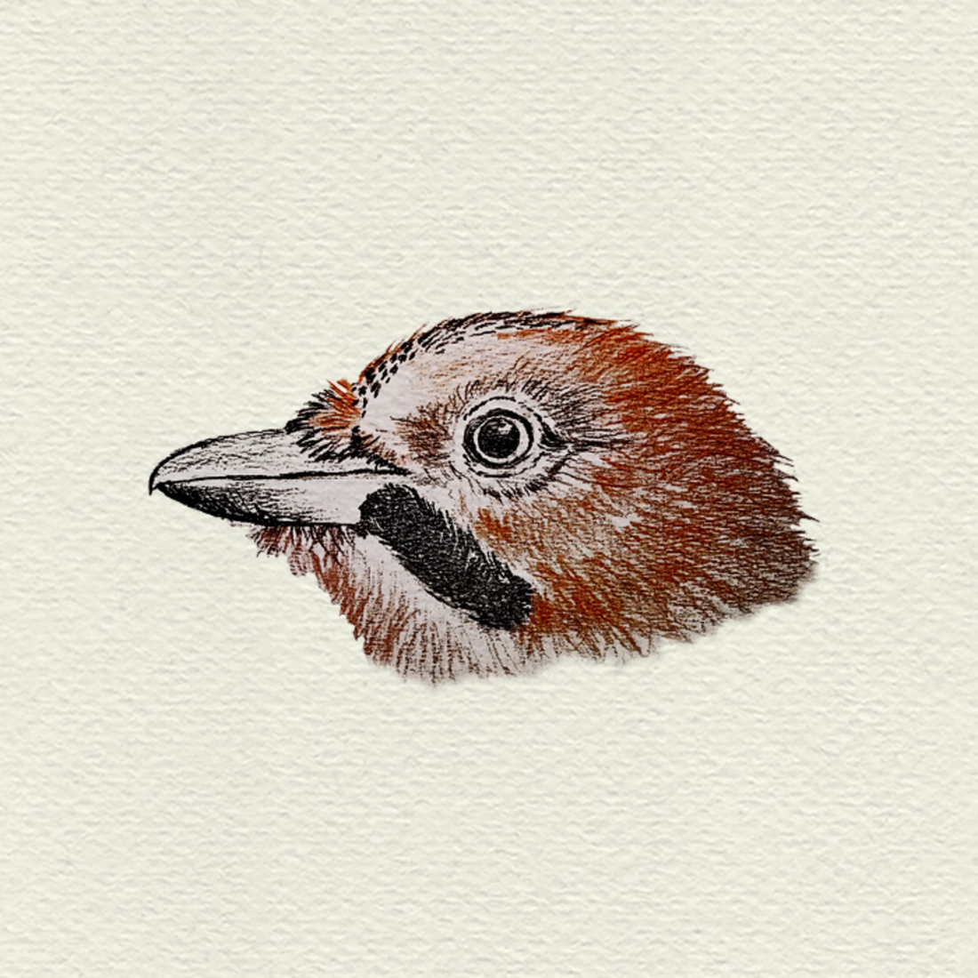 Gaai - Familie van de kraaien