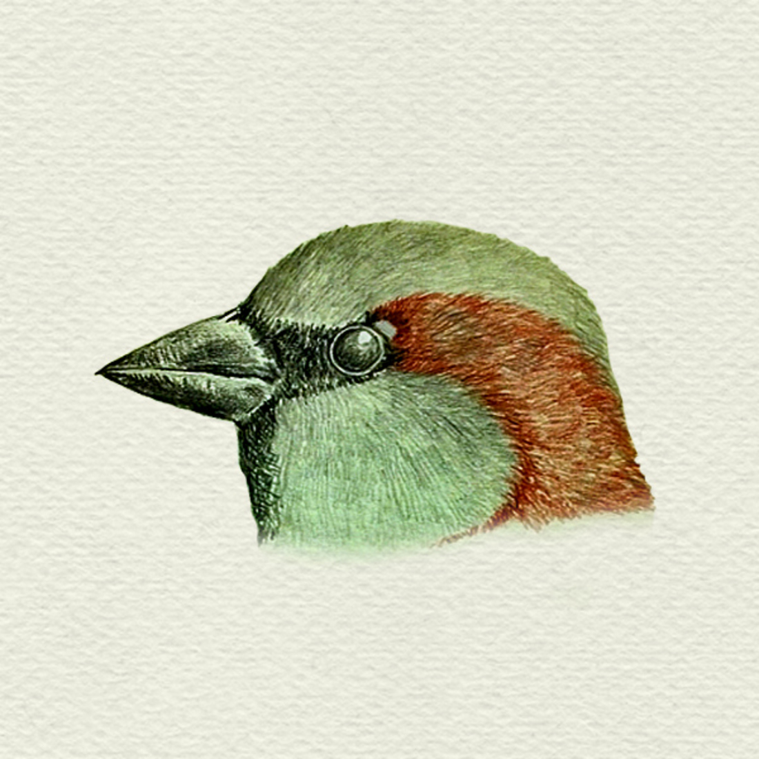 Huismus - Familie van de mussen