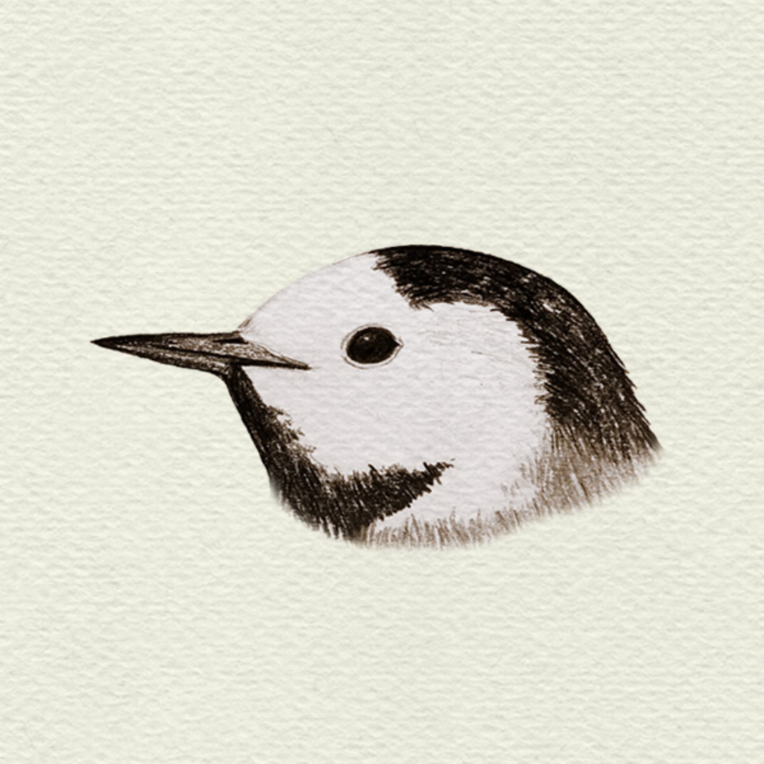 Witte Kwikstaart - Familie van de kwikstaarten en piepers