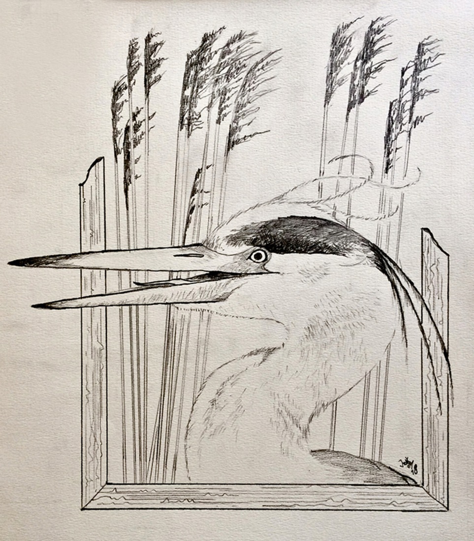 Blauwe Reiger - Tussen het riet