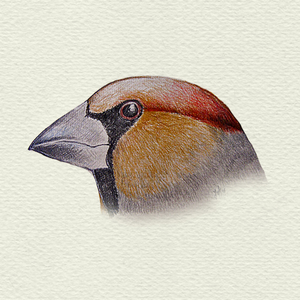 Serie vogelkopjes - vogels die in Nederland voorkomen. Mixed media. Deze serie kan nog uitgebreid worden.