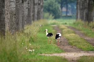 Vogel spotten en een mooie foto. Een geluksmomentje.