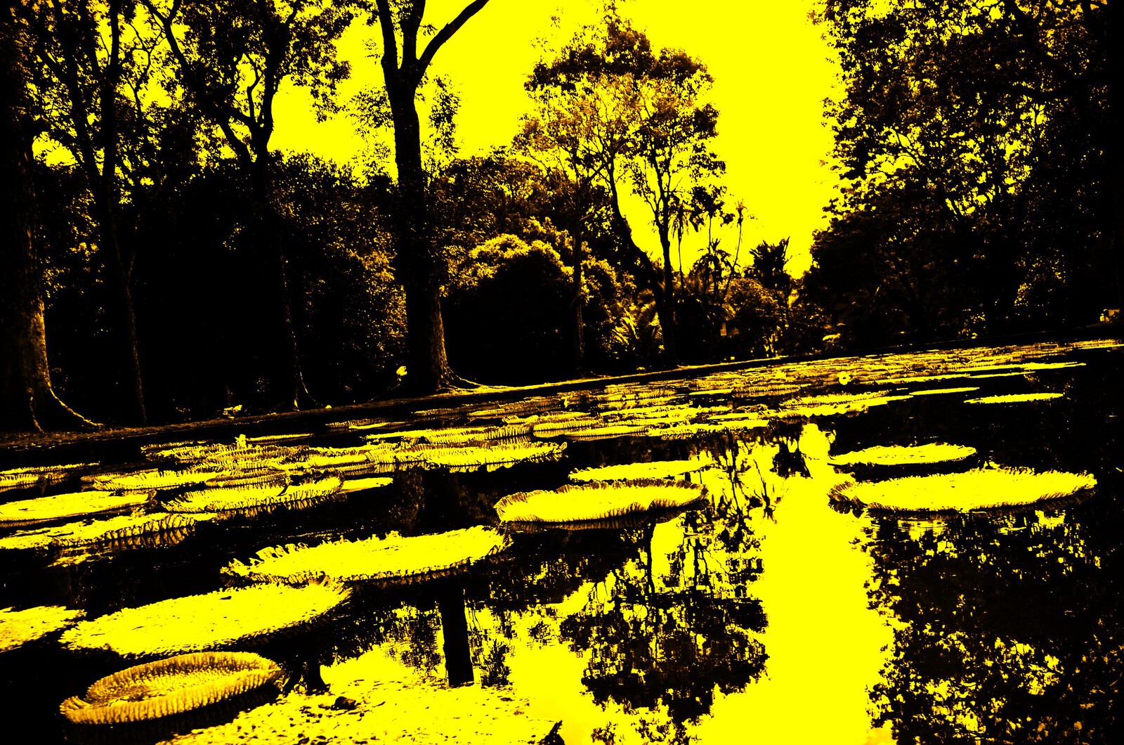 Sir Seewoosugar Ramgoolam Botanical Garden