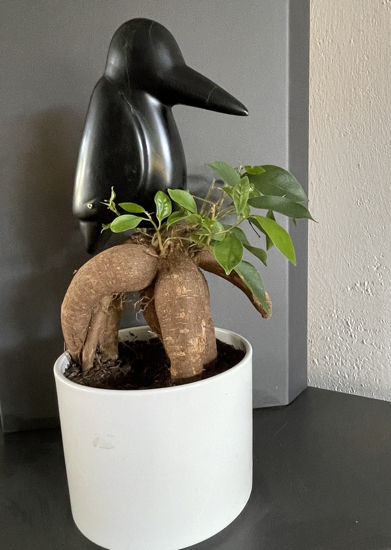 ijsvogel van zwart serpentijn (4)