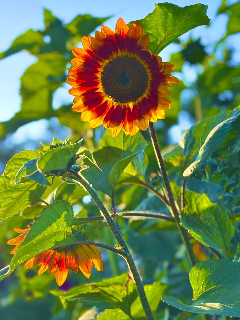 Summertime #1