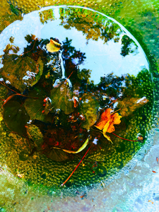 Deze foto's zijn gemaakt in De Hoftuin, Bergen. Het was een feest om daar in de zomer te fotograferen!  
