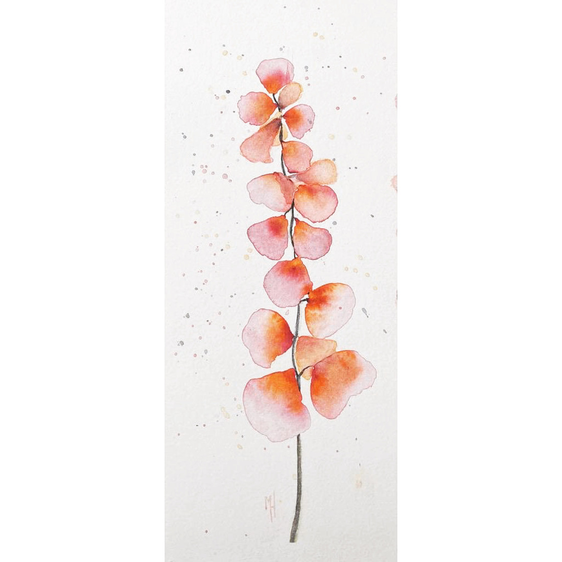 Bermbloeiers - Orchis