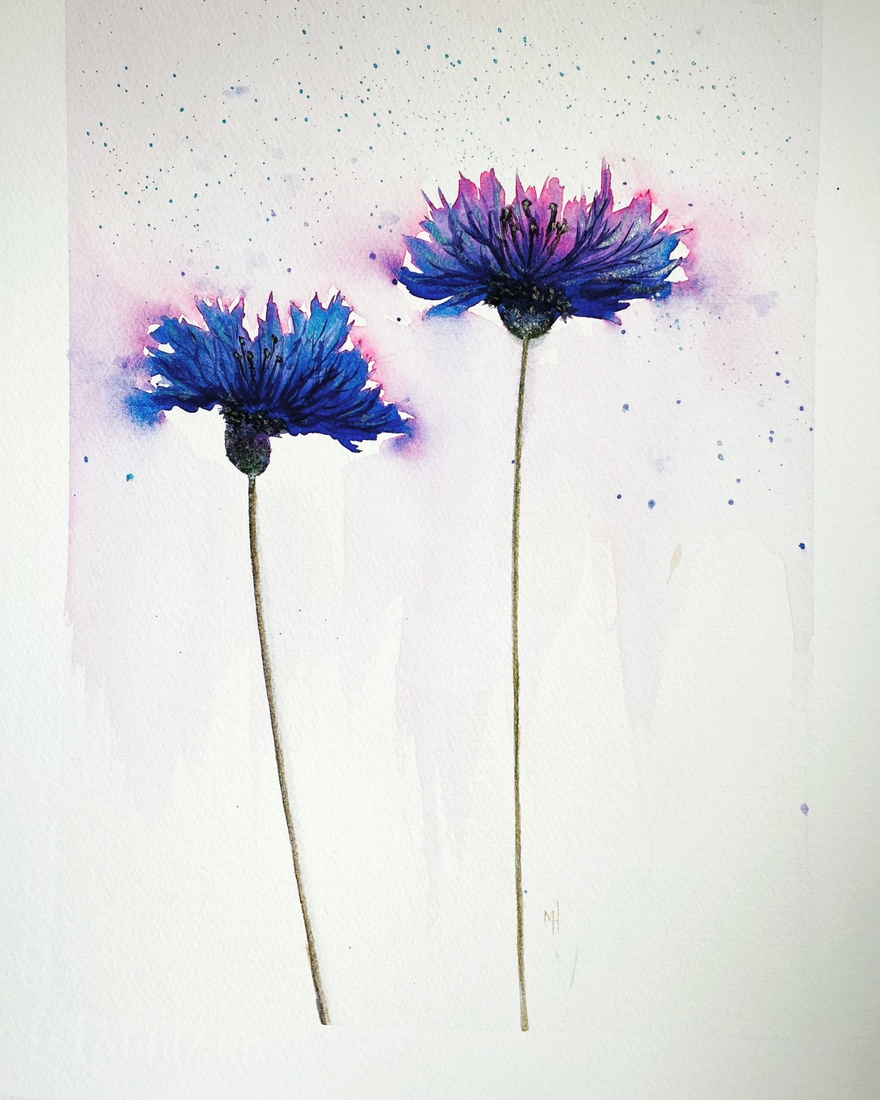 Bermbloeiers - Korenbloem