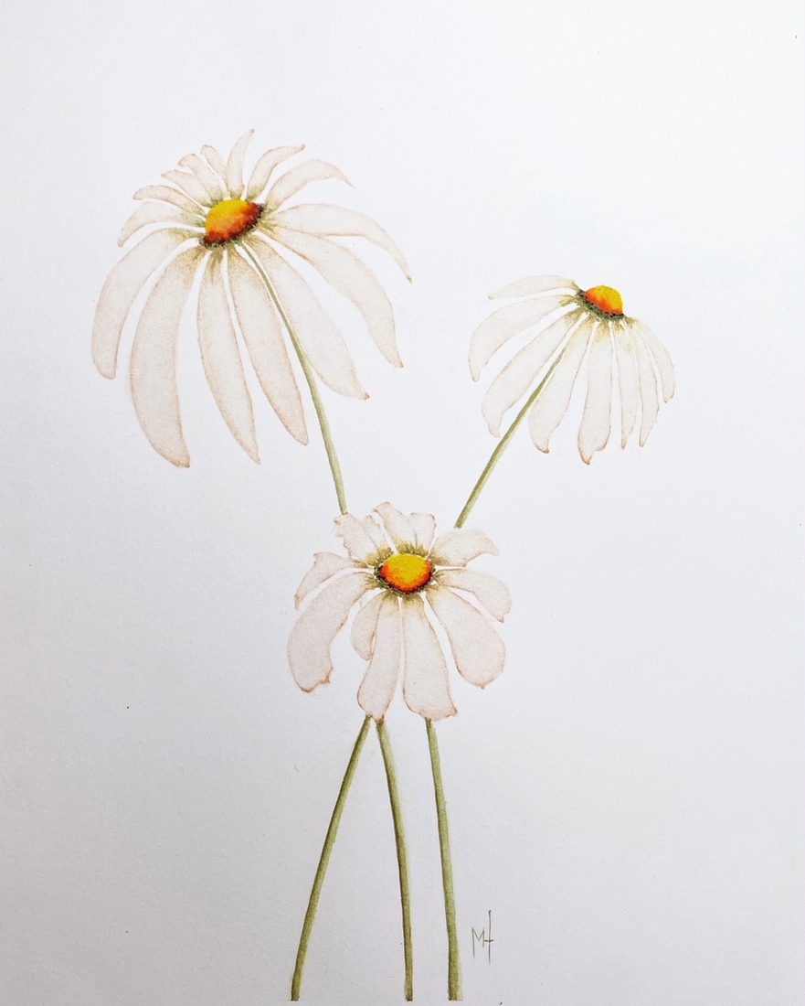 Bermbloeiers - Margrieten