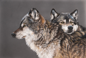 Wolven in al hun schoonheid.