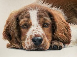 Zij die ons trouw en aanhankelijk vergezellen zonder woorden.