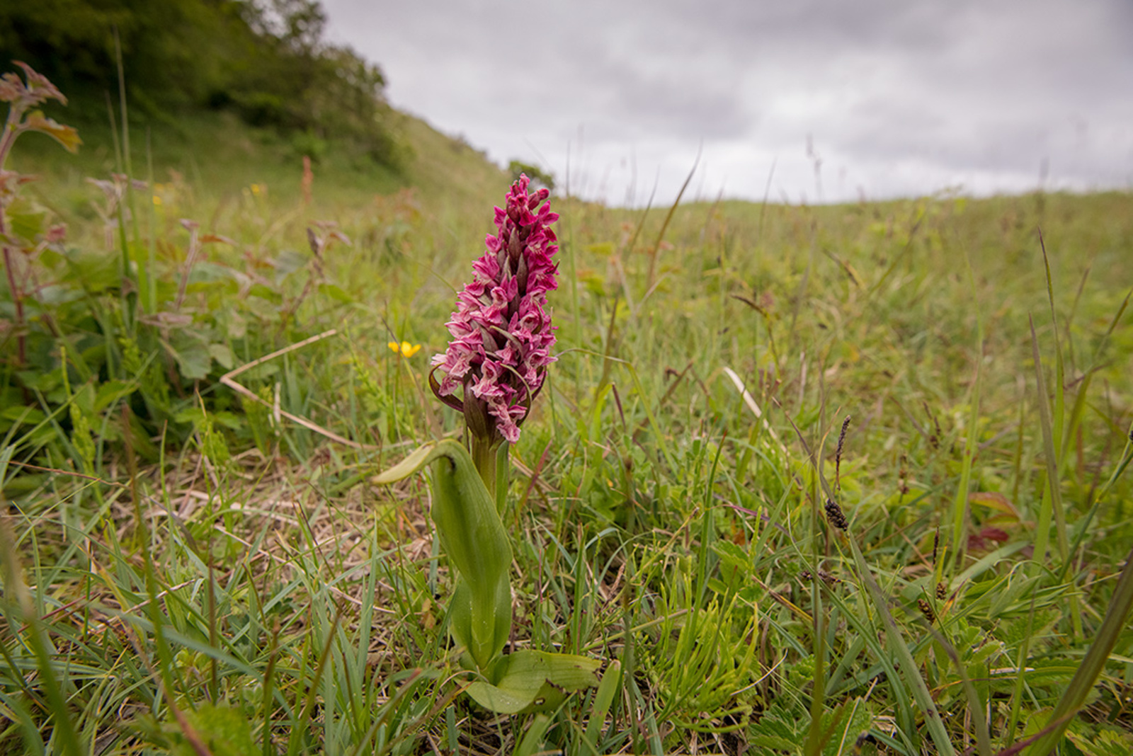 Steenrode Orchis