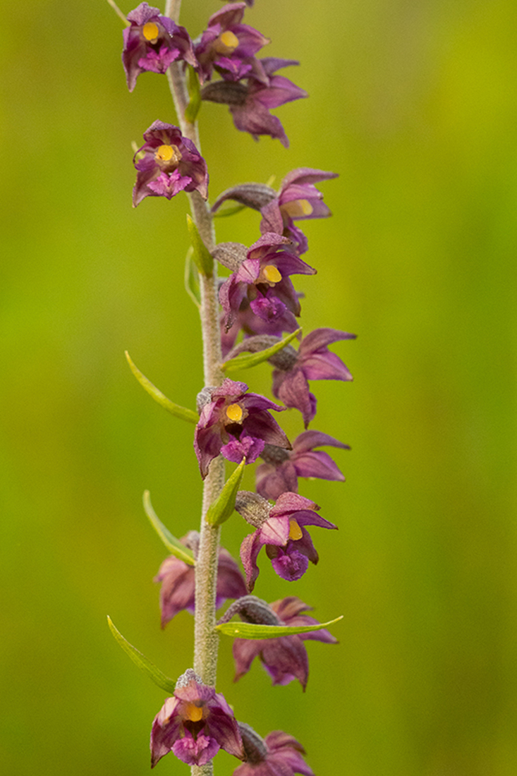 Bruinrode Wespenorchis