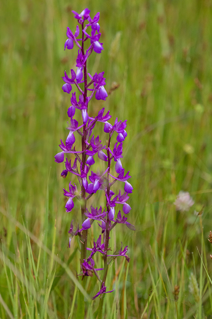 IJle Orchis