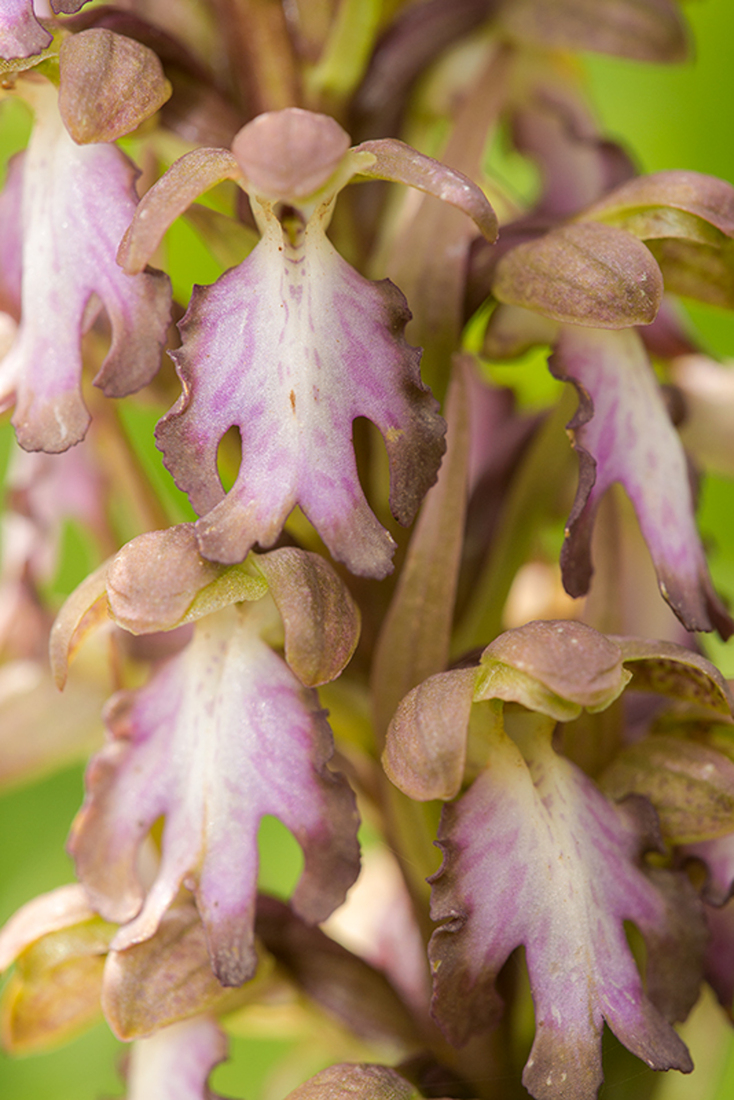Hyacintorchis