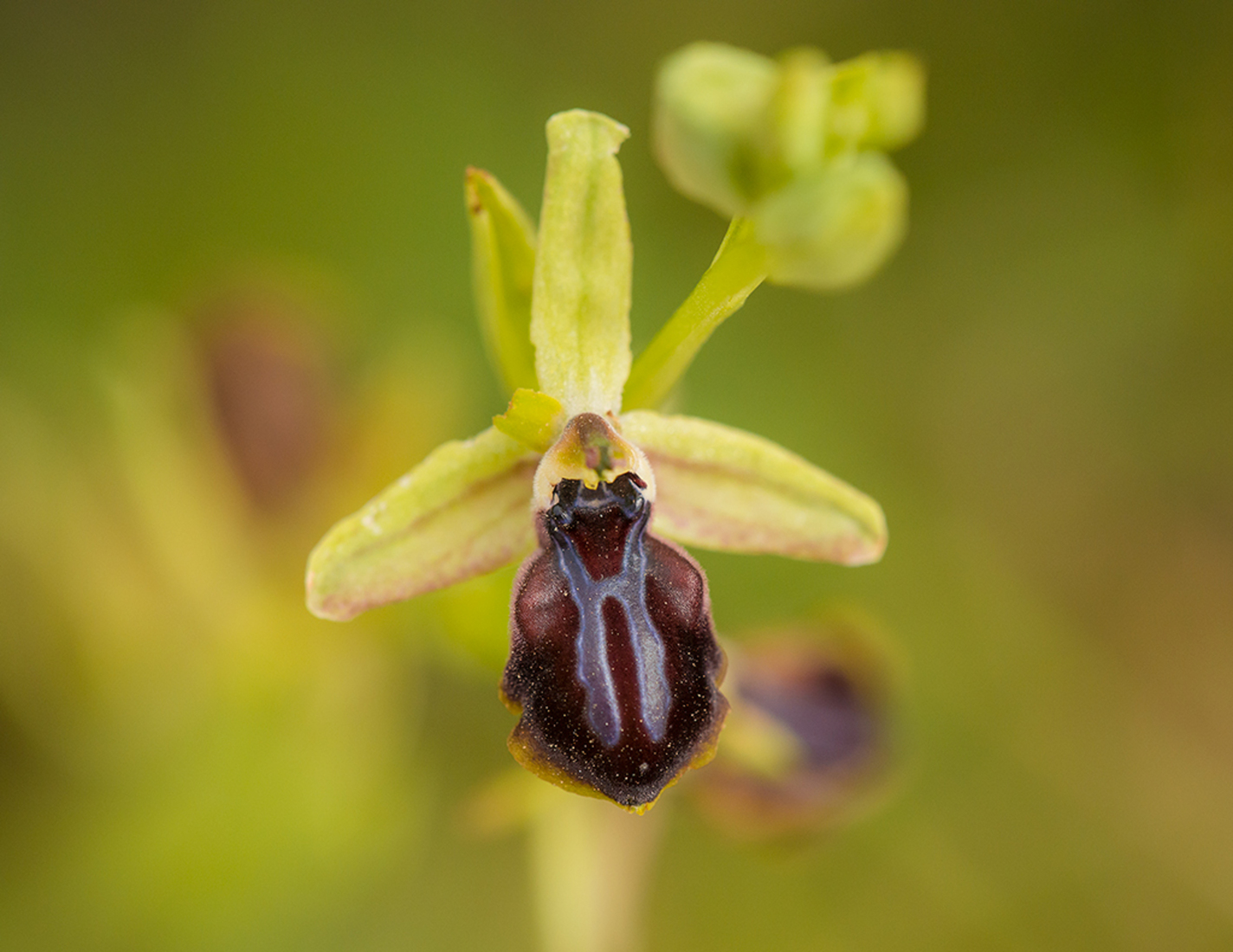 Ophrys sphegodes ssp. gortynia