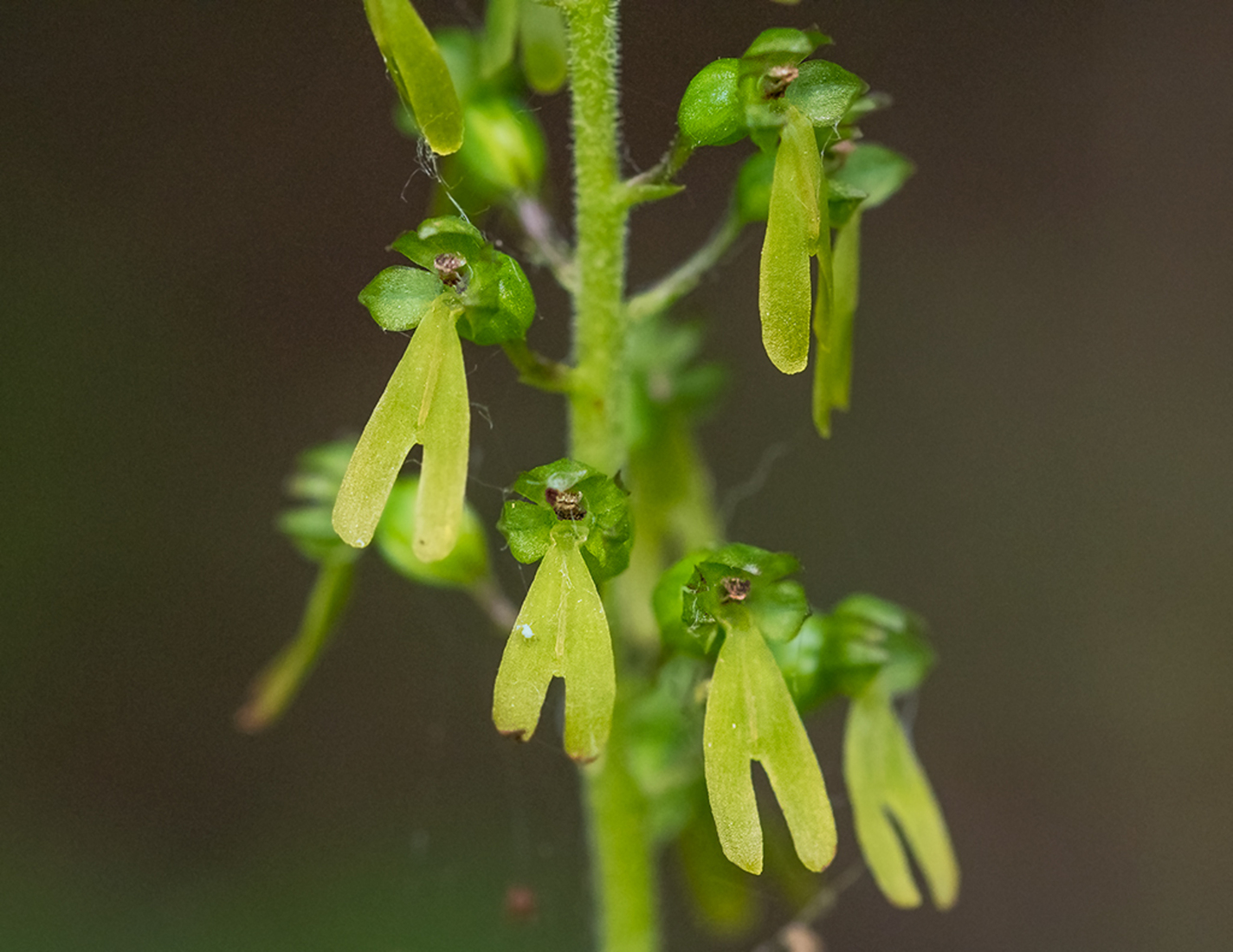 Grote Keverorchis