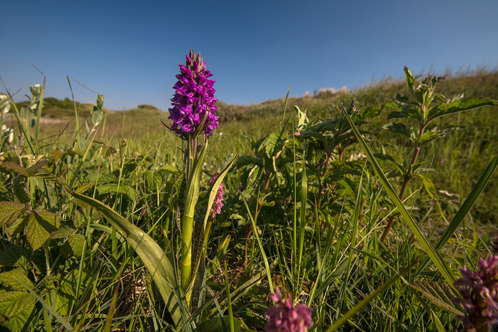 Foto van de maand Juli 2023