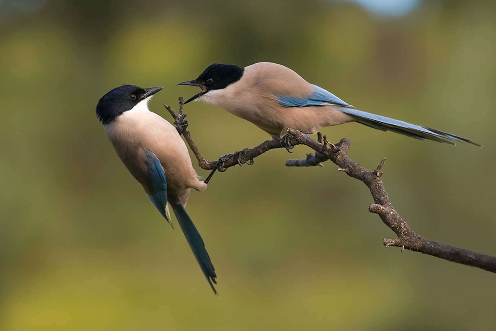 Foto van de maand December-Februarie 2023/2024