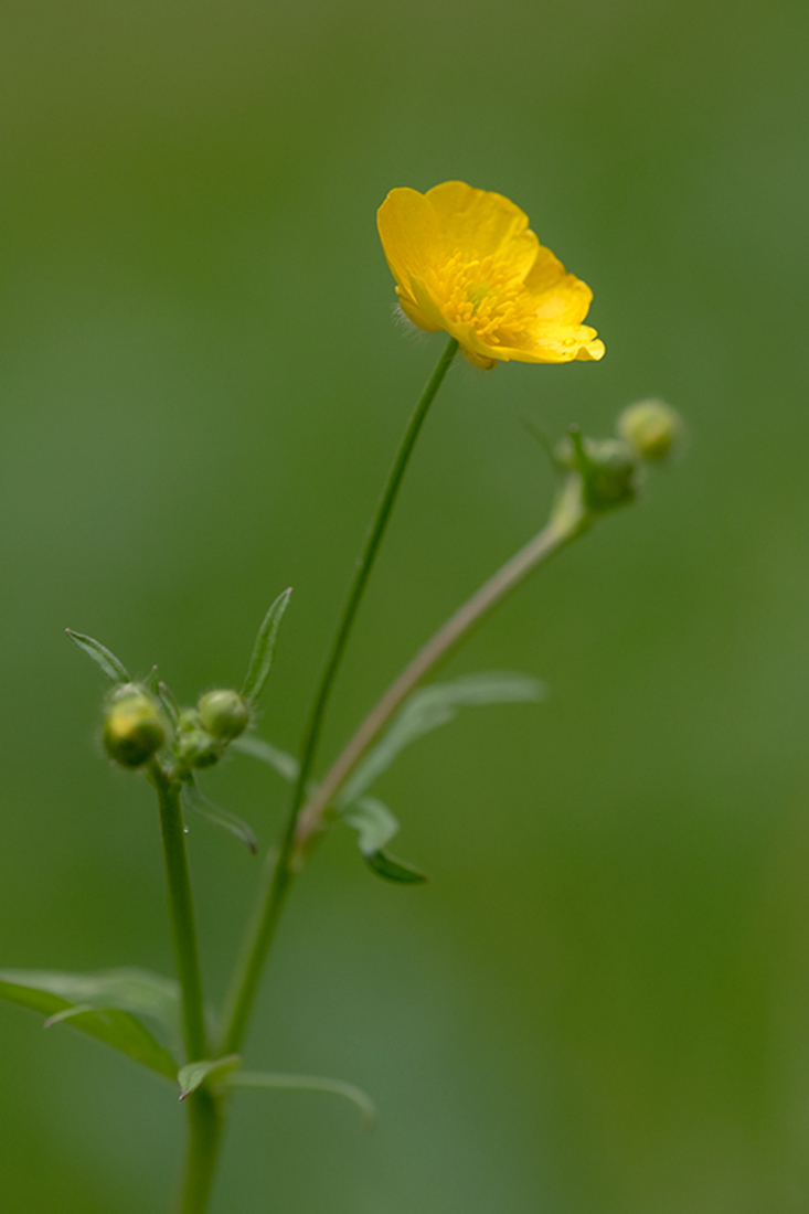 Scherpe Boterbloem