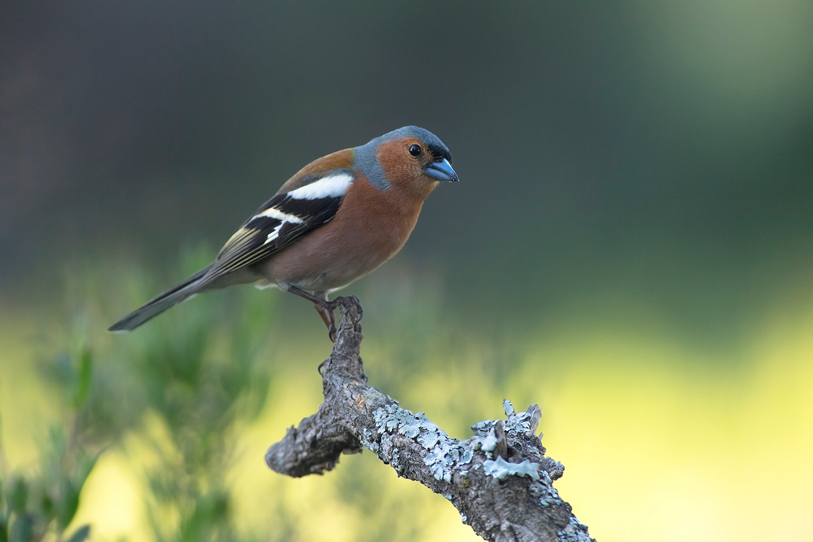 Vink