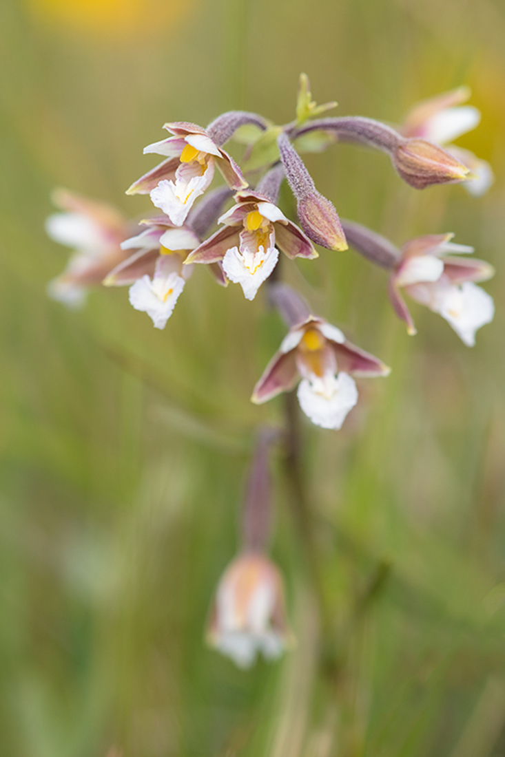 Moeraswespenorchis