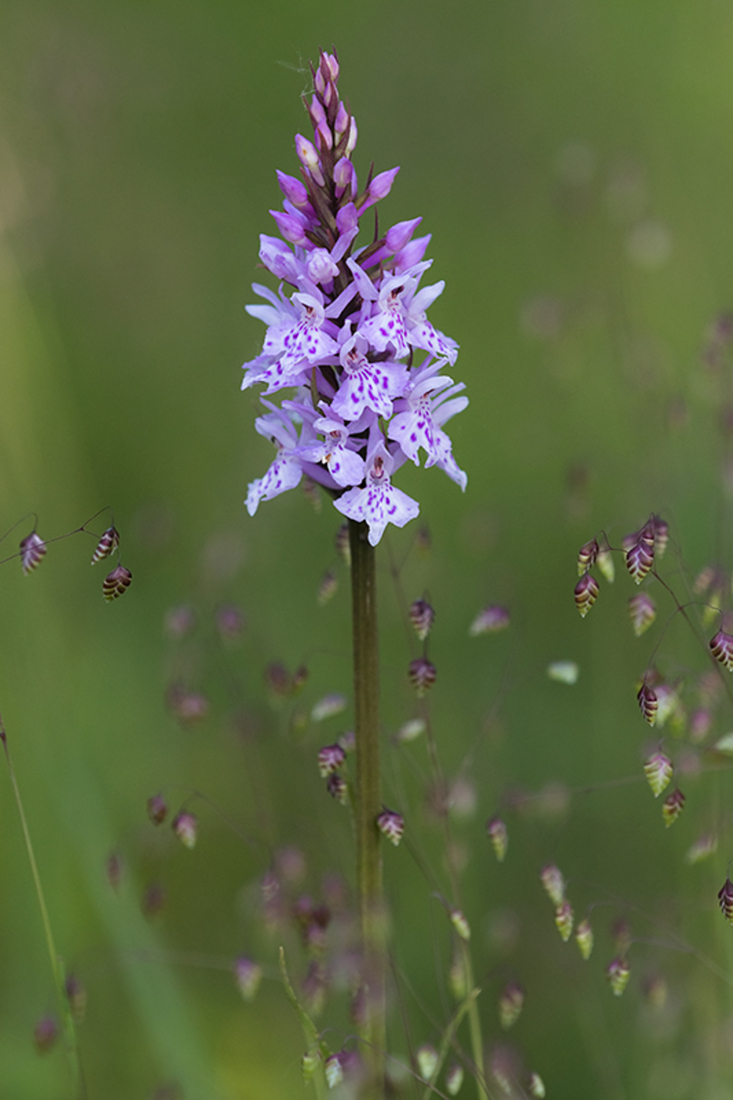 Gevlekte Orchis