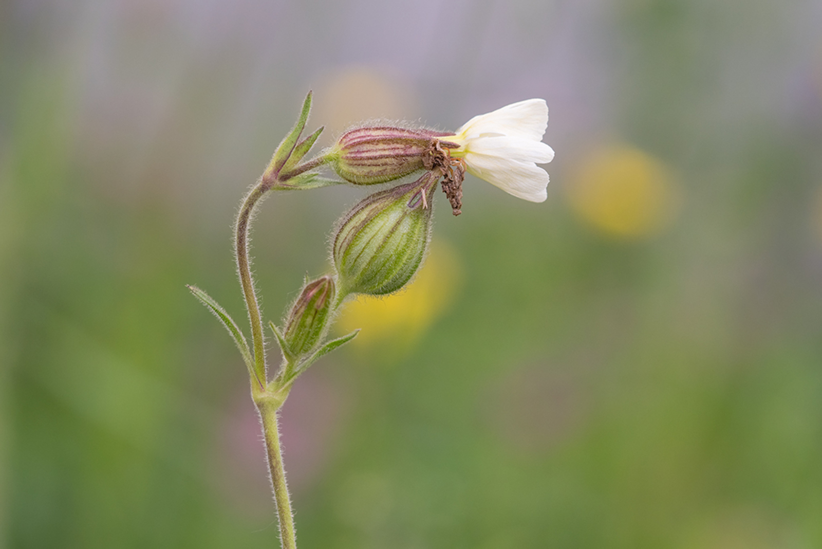 Avondkoekoeksbloem