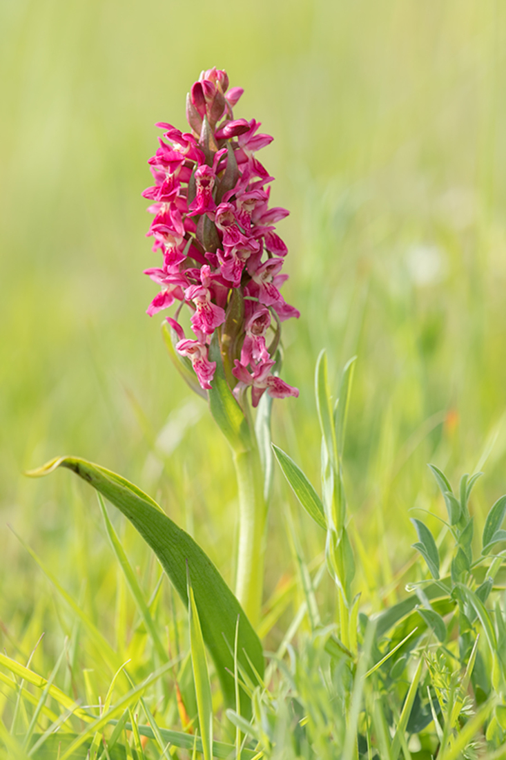 Steenrode Orchis