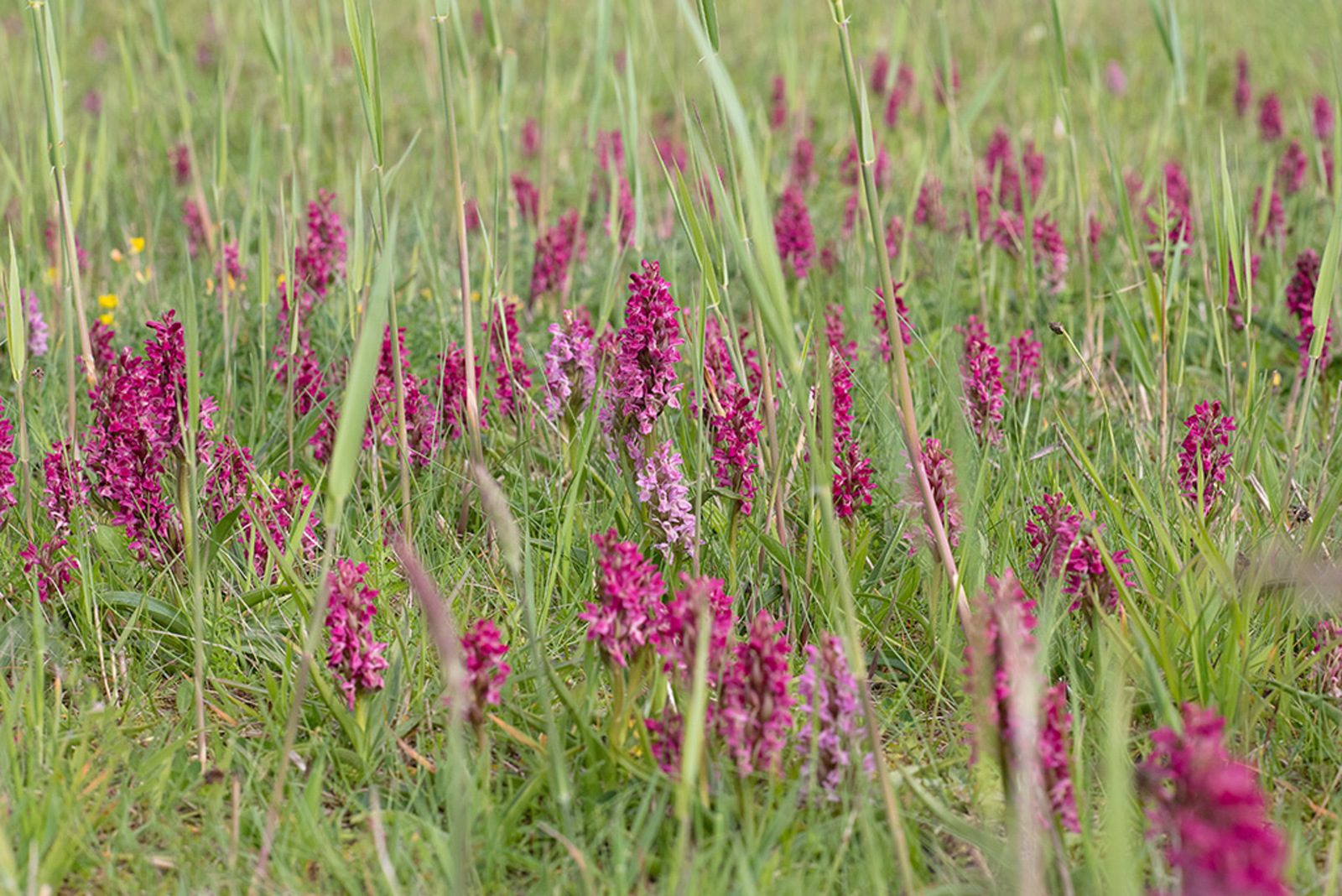 Steenrode Orchis