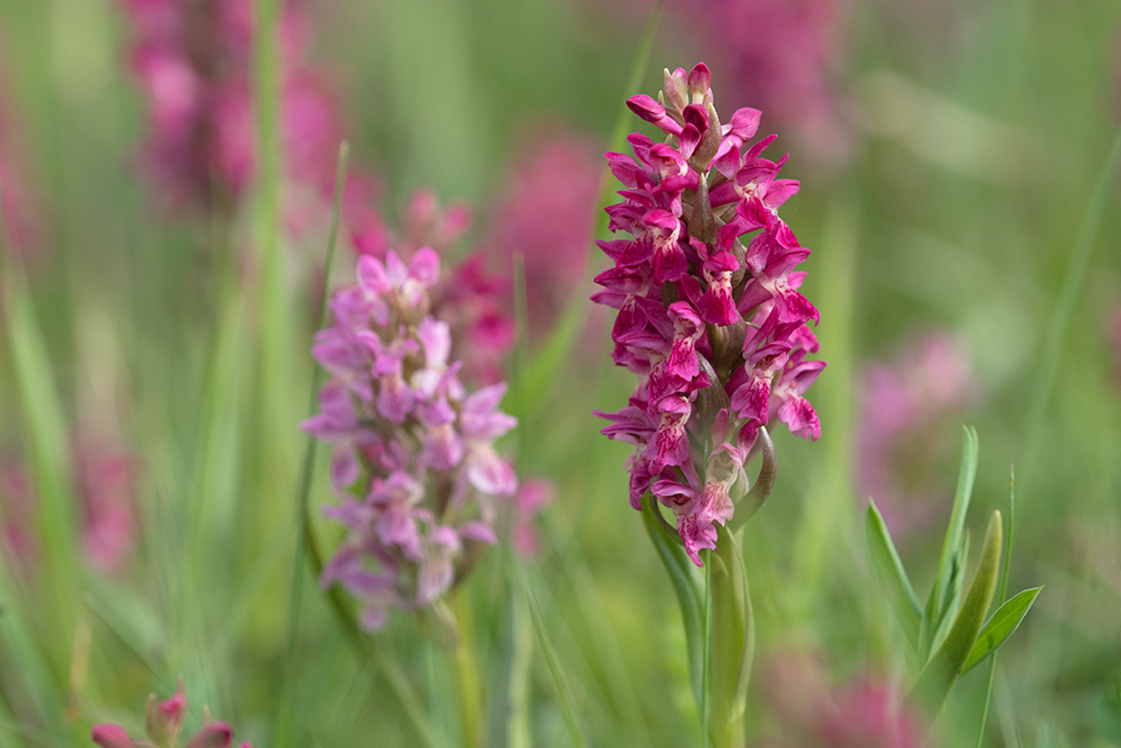 Steenrode Orchis