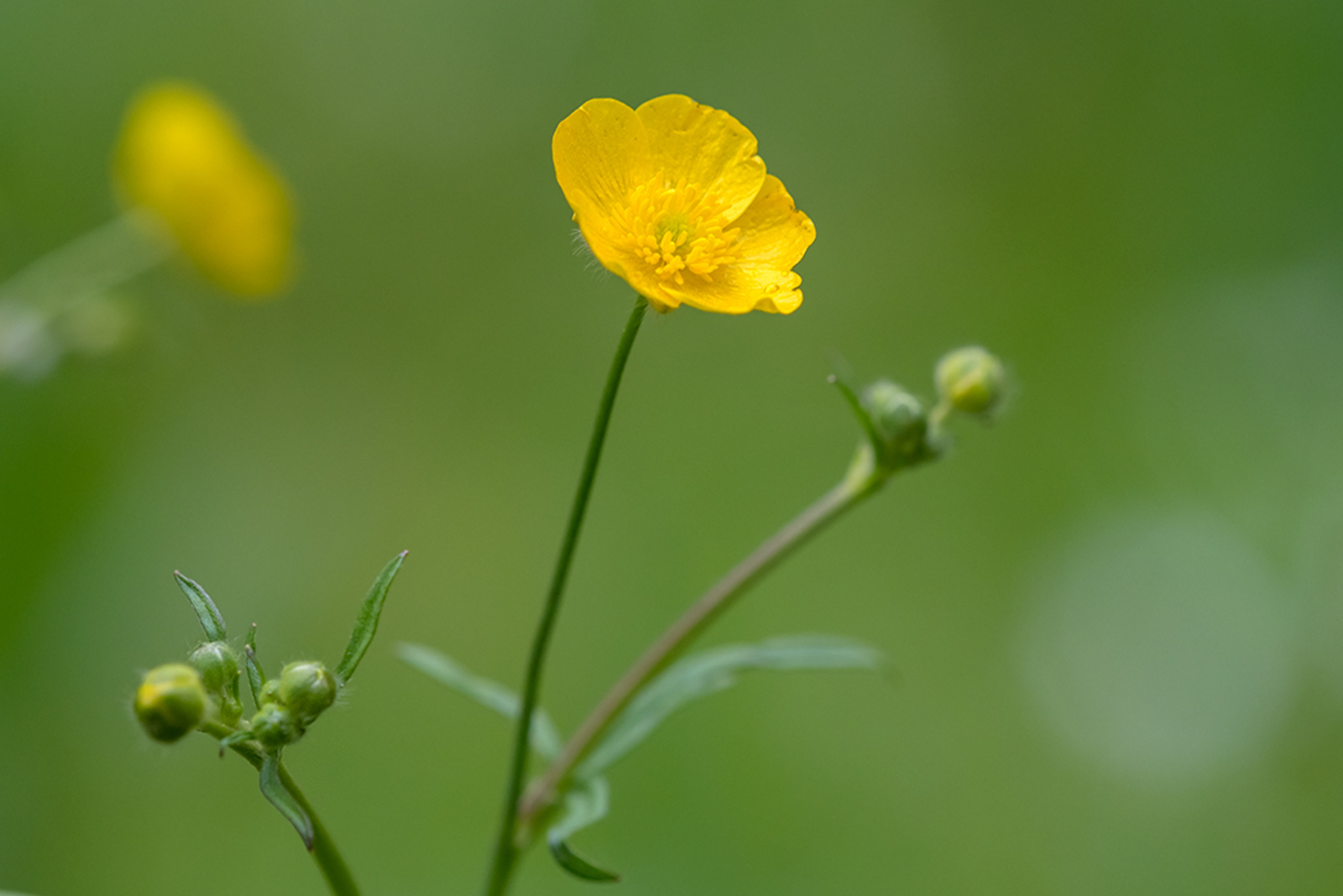 Scherpe Boterbloem