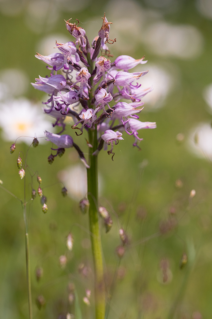 Aapjesorchis