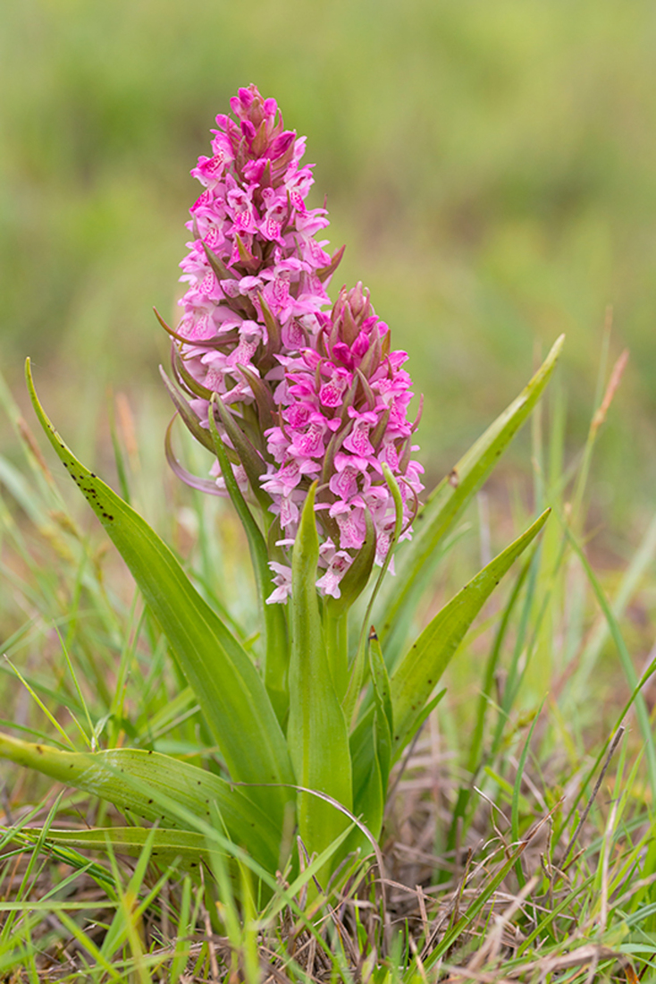 Vleeskleurige Orchis