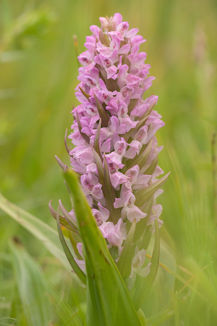 Vleeskleurige Orchis