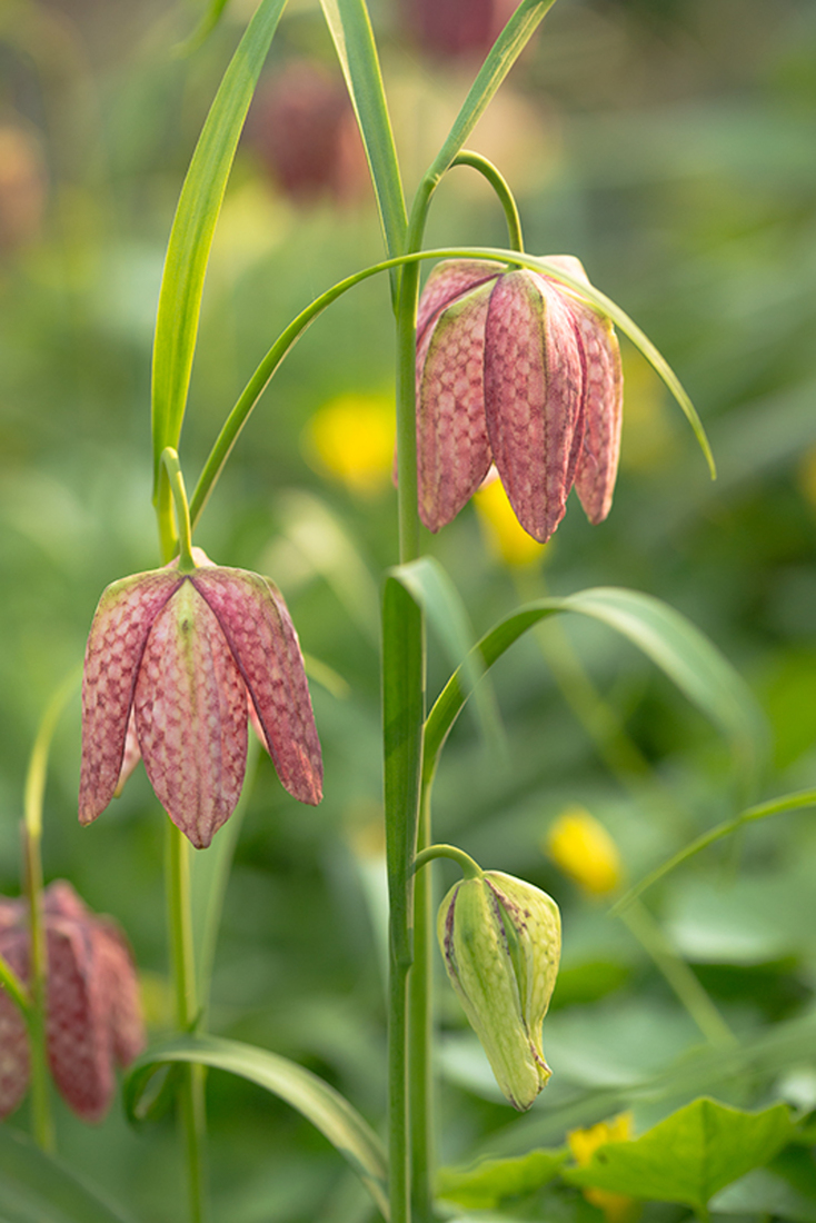 Wilde Kievitsbloem