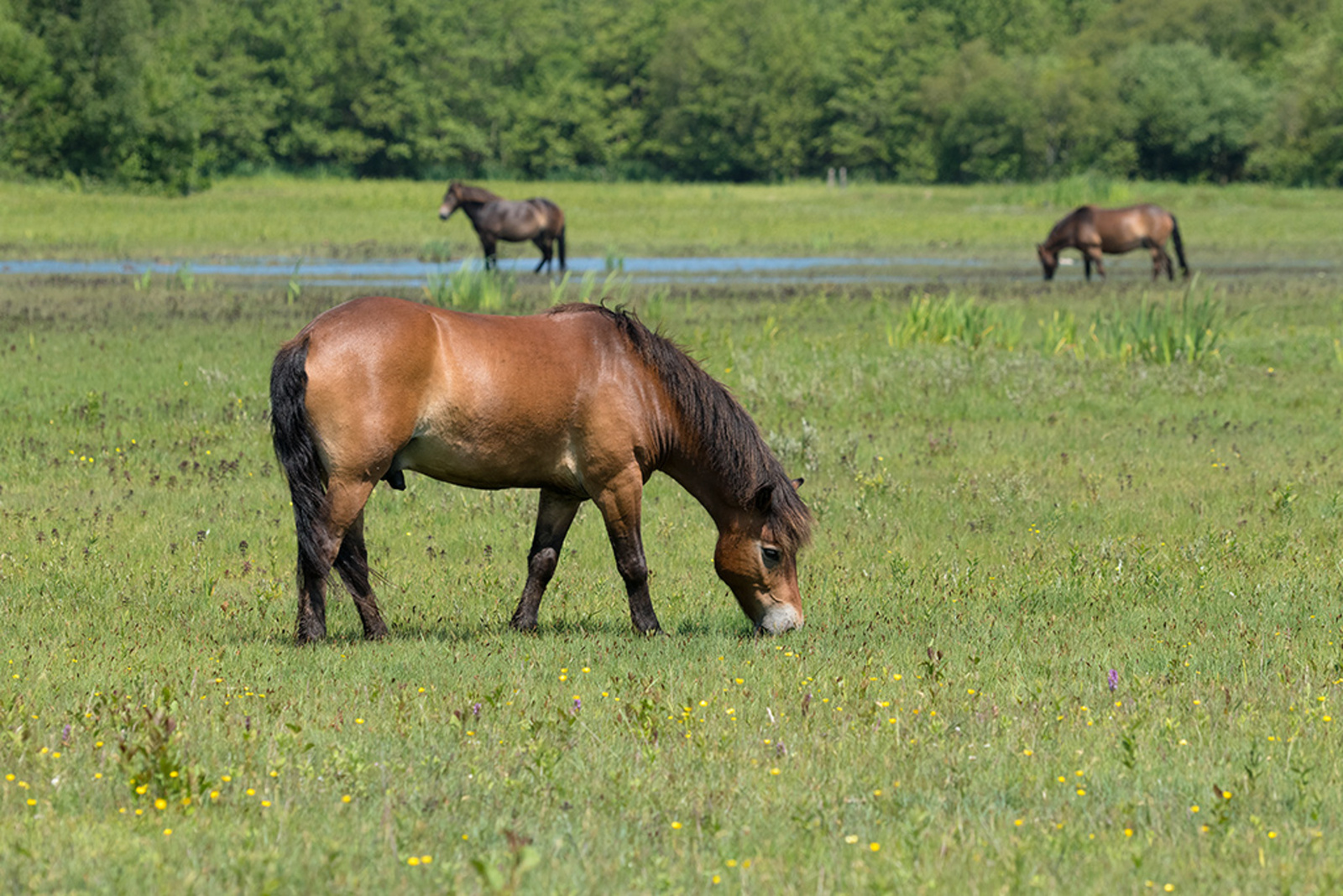 IJslandse Pony