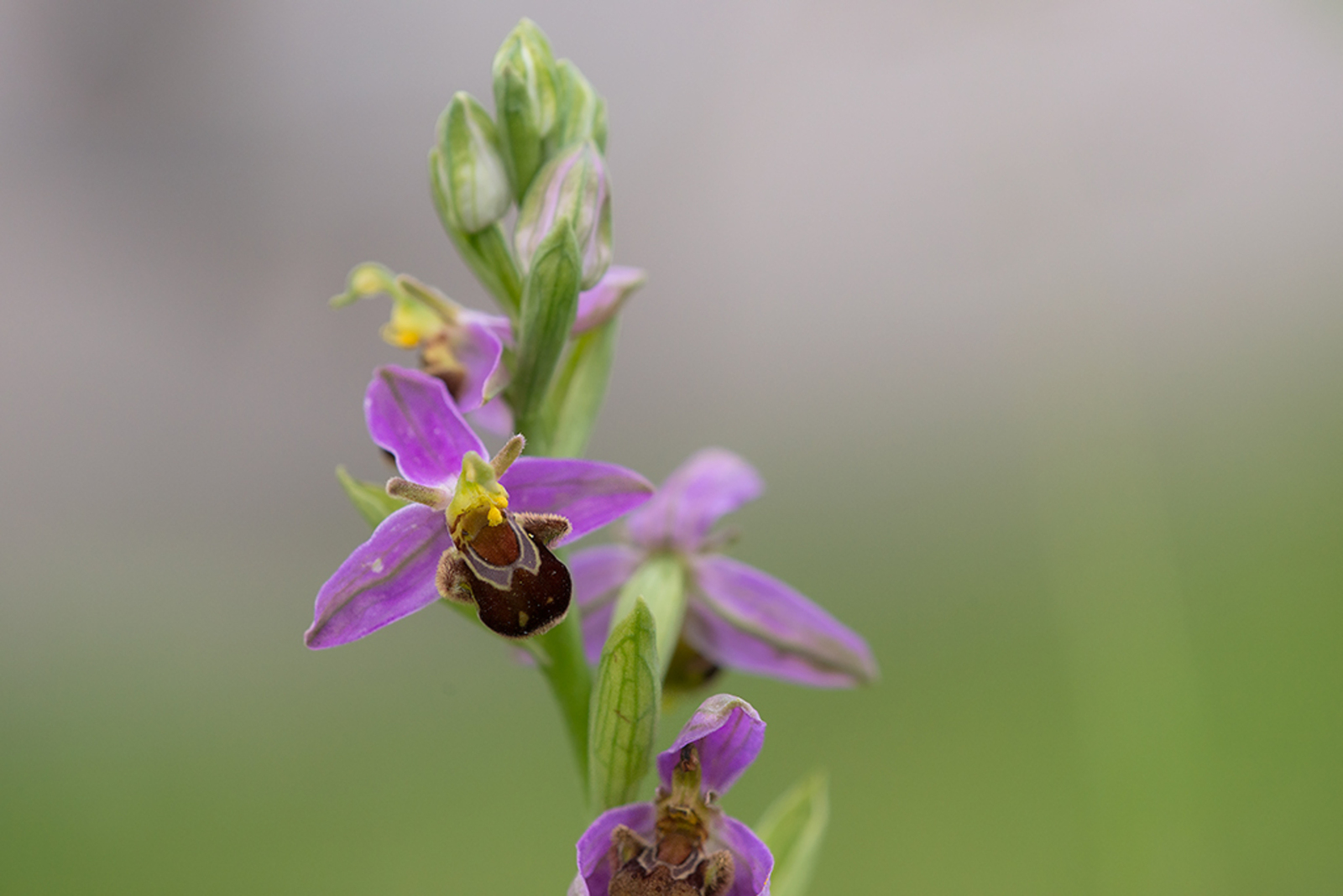 Bijenorchis