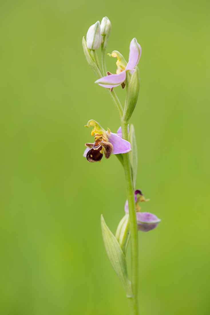 Bijenorchis